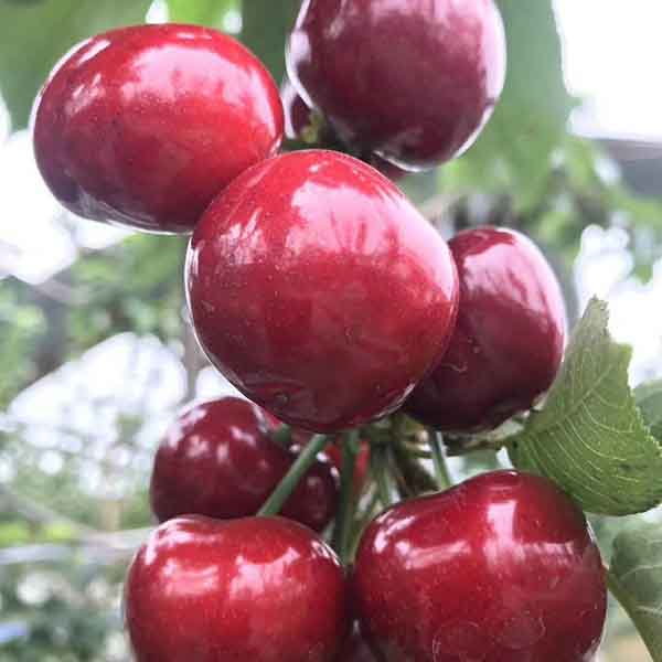 瑞德櫻桃苗