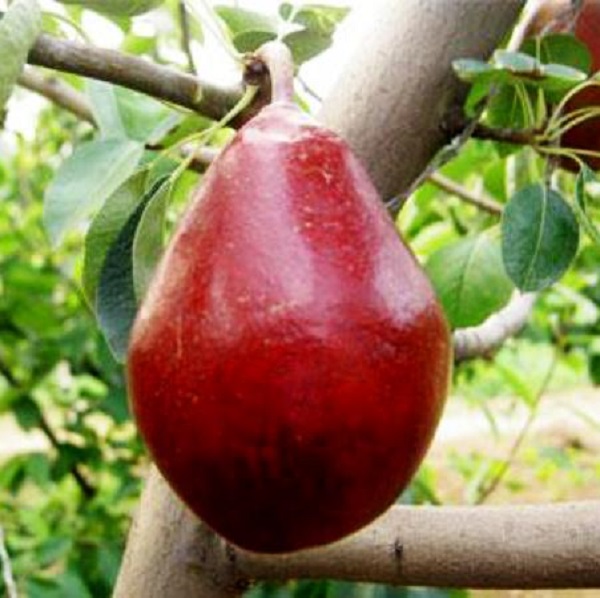 早紅考密斯梨樹苗