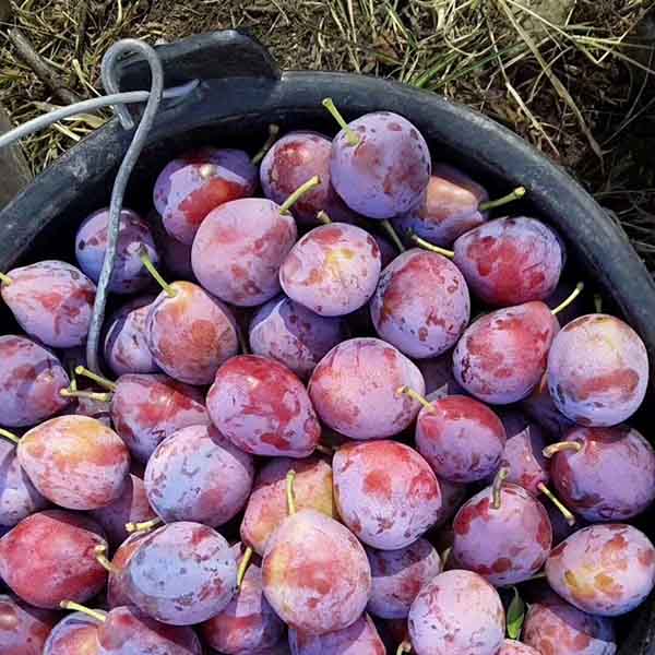 法蘭西西梅苗品種特點簡介,基地培育西梅樹苗價格