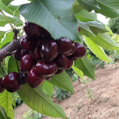 太平洋紅櫻桃苗品種怎么樣、它的優點有哪些