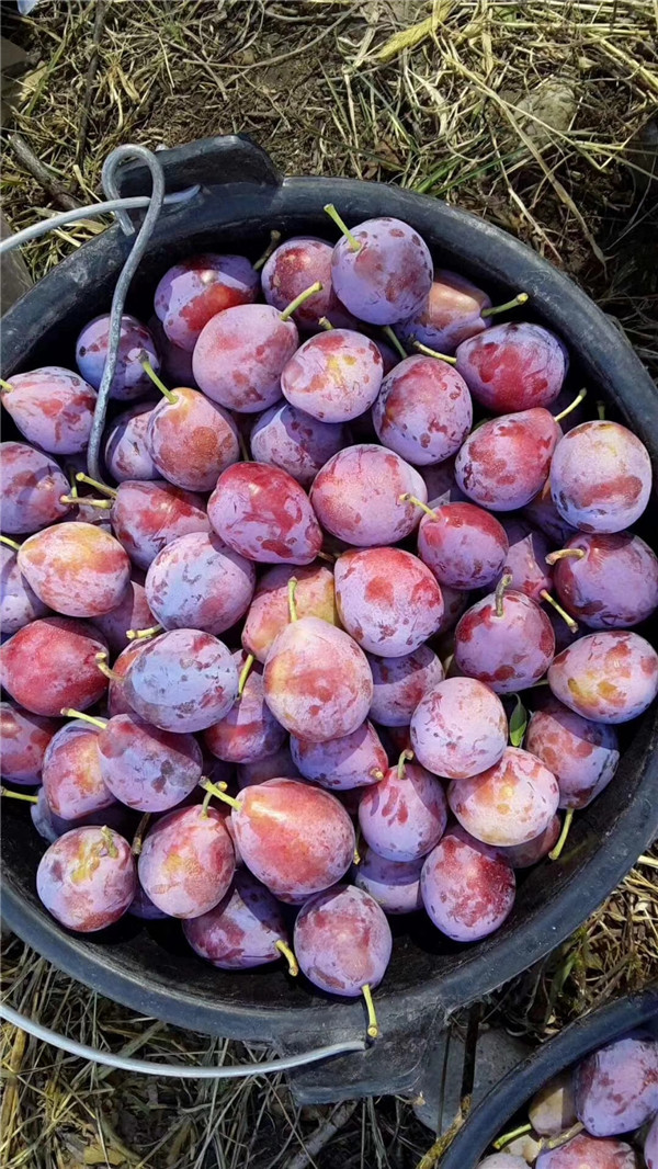 法蘭西西梅李子樹苗基地批發(fā)報(bào)價(jià),多少錢能買到