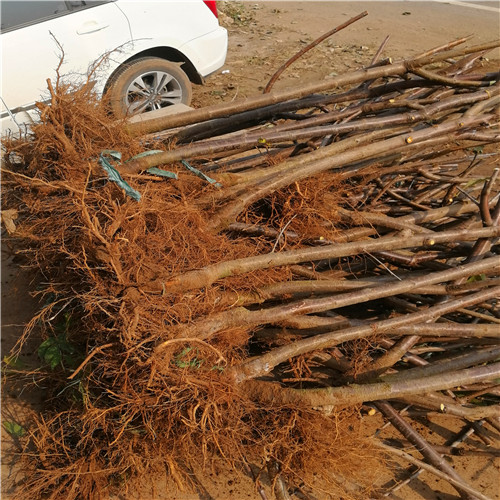 瑞德櫻桃苗(圖2) 瑞德櫻桃苗(圖2)