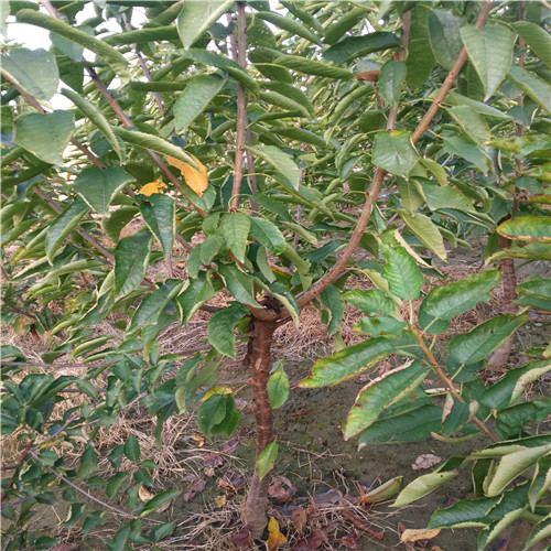 車厘子櫻桃苗(圖2) 車厘子櫻桃苗(圖2)