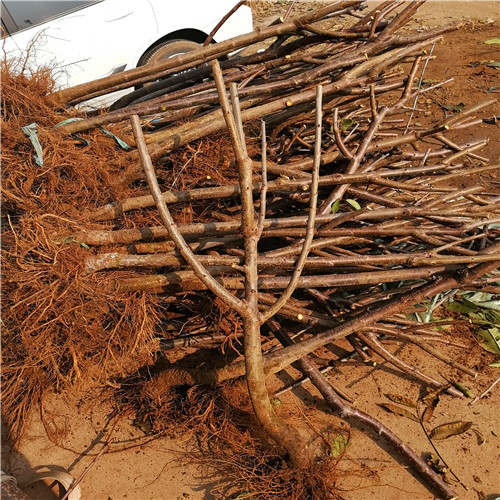 魯櫻三號(hào)櫻桃苗(圖2) 魯櫻三號(hào)櫻桃苗(圖2)