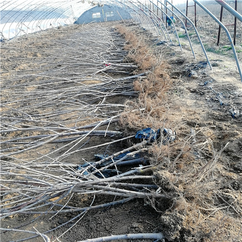 美早櫻桃苗(圖2) 美早櫻桃苗(圖2)