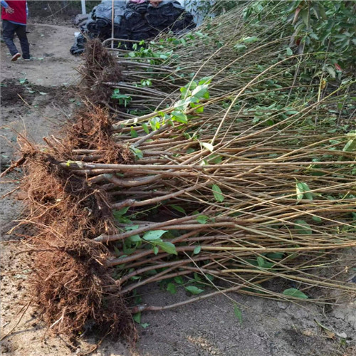 齊早櫻桃苗(圖2) 齊早櫻桃苗(圖2)