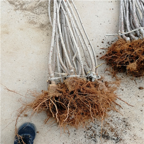 塔瑪拉櫻桃苗(圖2) 塔瑪拉櫻桃苗(圖2)