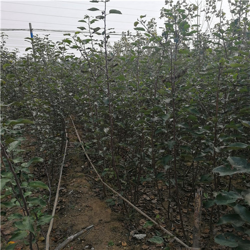 早酥紅梨苗(圖2) 早酥紅梨苗(圖2)