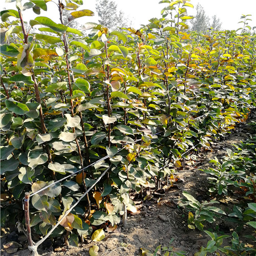 丹霞紅梨苗(圖2) 丹霞紅梨苗(圖2)