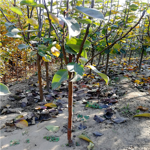 玉露香梨樹苗(圖2) 玉露香梨樹苗(圖2)