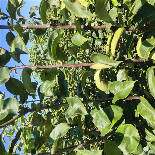 早紅考密斯梨樹苗(圖2) 早紅考密斯梨樹苗(圖2)