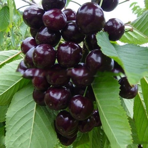 車厘子櫻桃苗(圖1) 車厘子櫻桃苗(圖1)