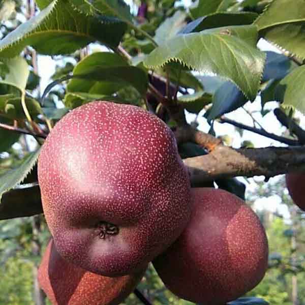 奧紅一號梨樹苗(圖1) 奧紅一號梨樹苗(圖1)