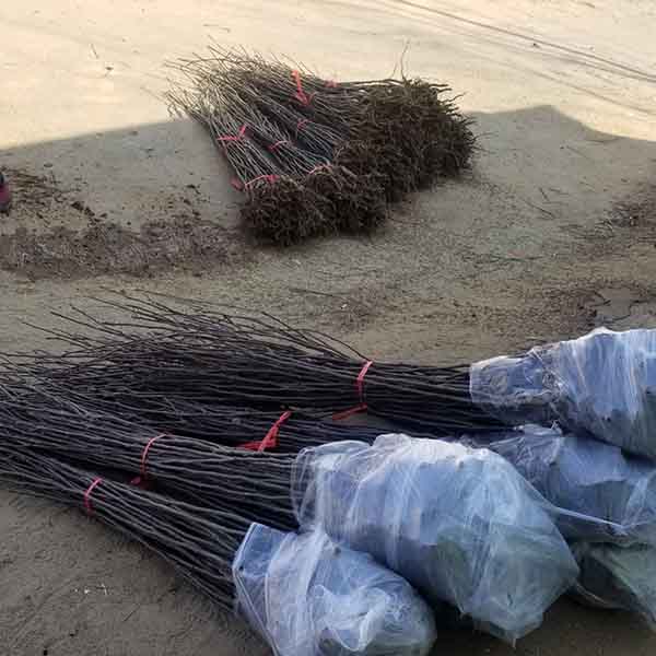 奧紅一號梨樹苗(圖2) 奧紅一號梨樹苗(圖2)