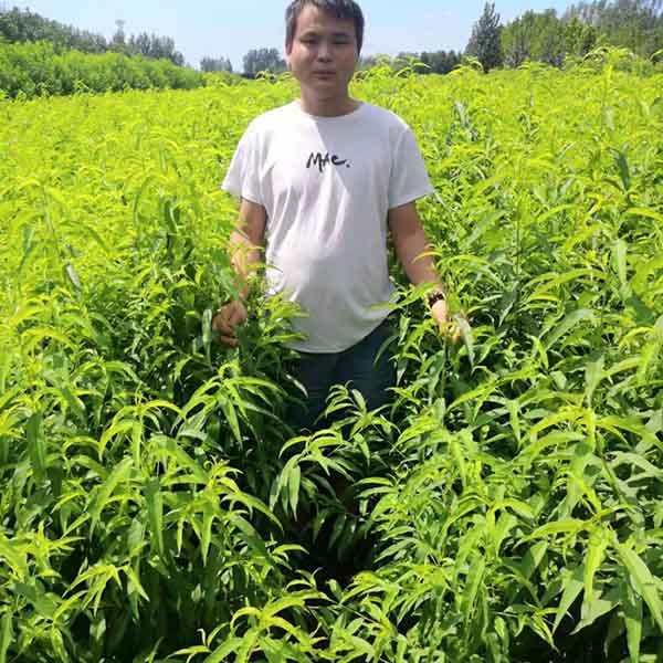 桃樹苗育苗基地