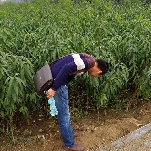 安徽客戶到基地采購桃樹苗