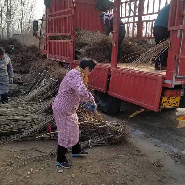 板栗苗裝車發貴州