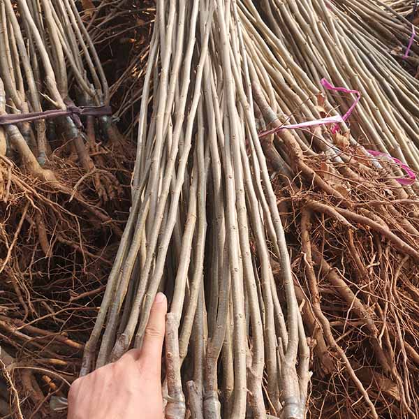 10萬板栗苗發云南(圖3) 10萬板栗苗發云南(圖3)