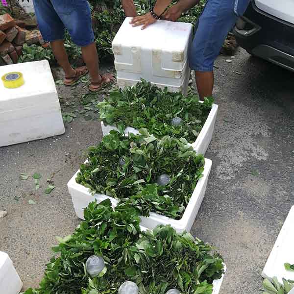 草莓苗加冰保濕郵寄