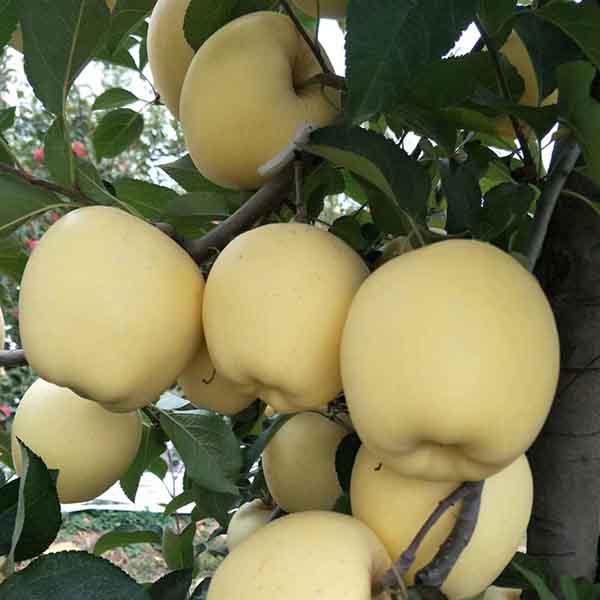 維納斯黃金蘋果苗價格 維納斯黃金蘋果苗多少錢一顆