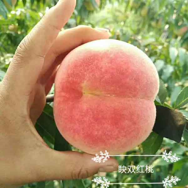 映霜紅桃樹苗