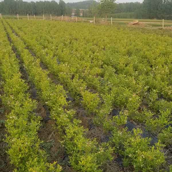 萊克西藍莓苗(圖2) 萊克西藍莓苗(圖2)