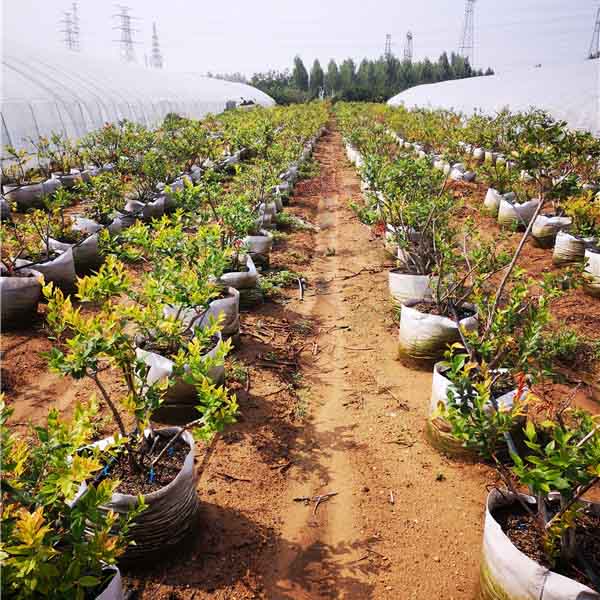 萊克西藍莓苗(圖5) 萊克西藍莓苗(圖5)