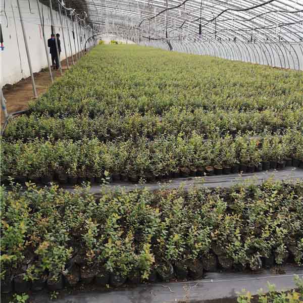 萊克西藍莓苗(圖6) 萊克西藍莓苗(圖6)