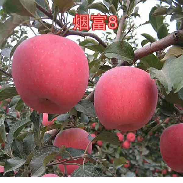 煙富8號蘋果苗