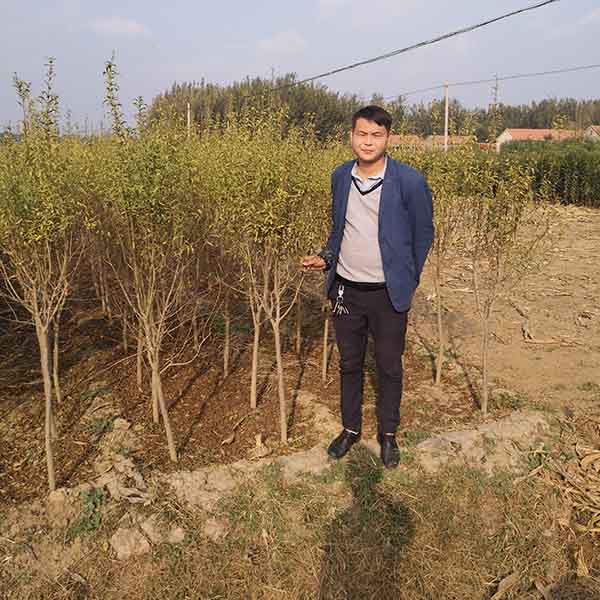 軟籽石榴苗(圖2) 軟籽石榴苗(圖2)