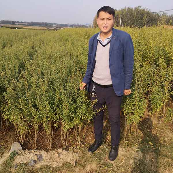 泰山紅石榴苗(圖2) 泰山紅石榴苗(圖2)