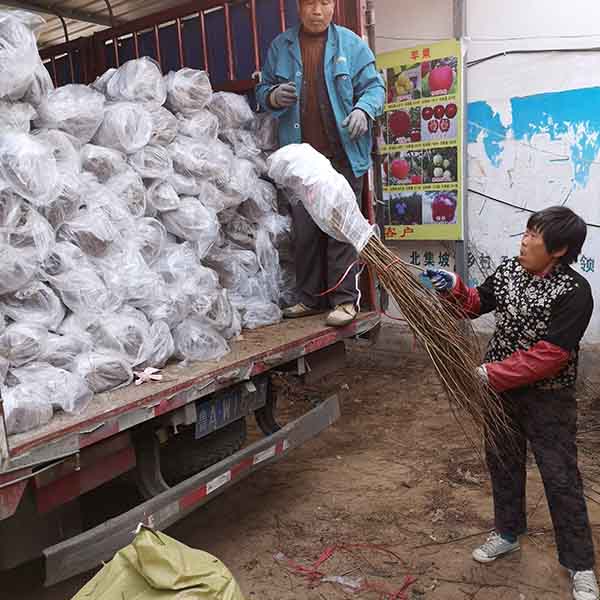 泰山紅石榴苗(圖3) 泰山紅石榴苗(圖3)