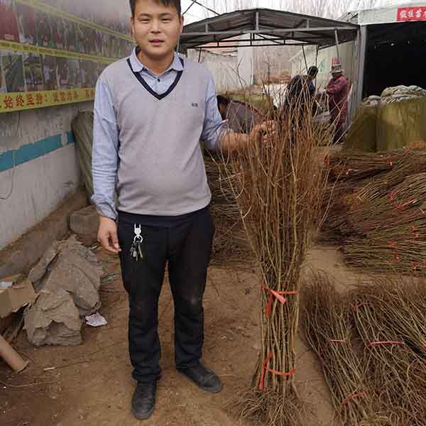 泰山紅石榴苗(圖4) 泰山紅石榴苗(圖4)