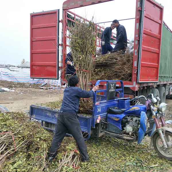 蒙陽(yáng)紅石榴苗(圖3) 蒙陽(yáng)紅石榴苗(圖3)