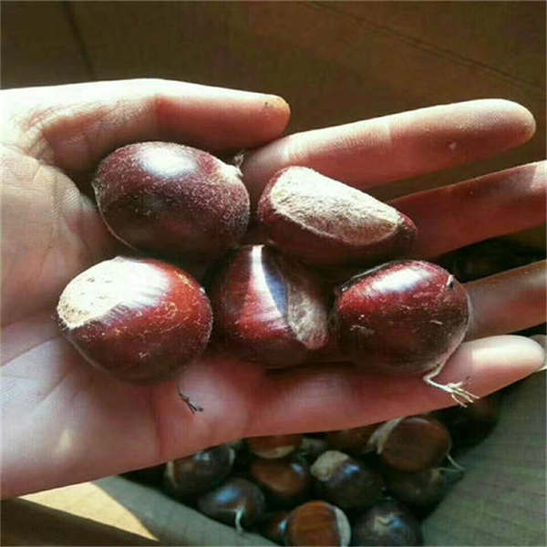 華豐板栗苗(圖3) 華豐板栗苗(圖3)