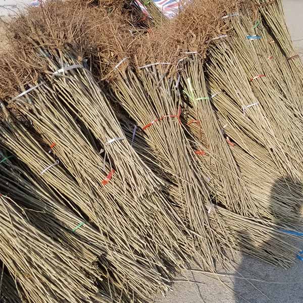 華豐板栗苗(圖4) 華豐板栗苗(圖4)