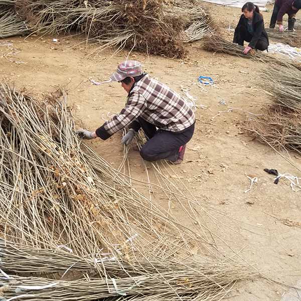 華豐板栗苗(圖2) 華豐板栗苗(圖2)