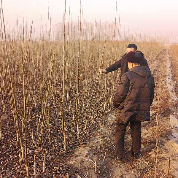 清香核桃苗(圖3) 清香核桃苗(圖3)