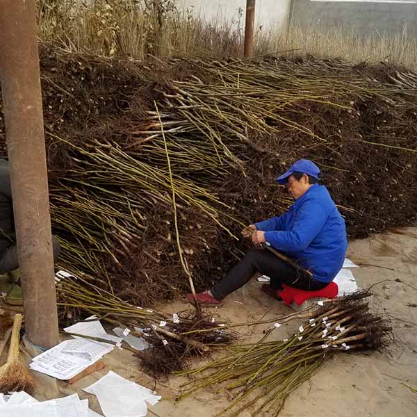 清香核桃苗(圖2) 清香核桃苗(圖2)