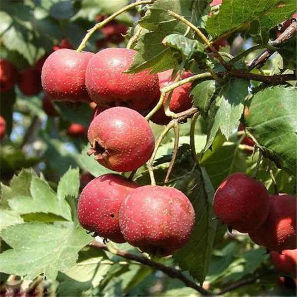 甜紅子山楂苗