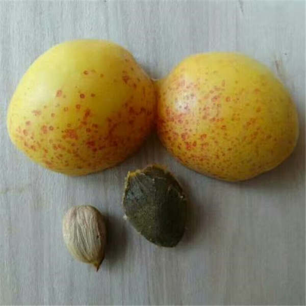 荷蘭香蜜杏樹苗