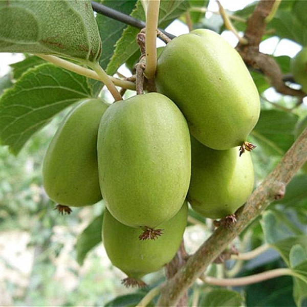 龍城2號軟棗獼猴桃苗(圖1) 龍城2號軟棗獼猴桃苗(圖1)