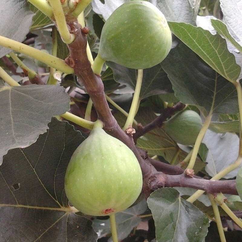 布蘭瑞克無花果苗