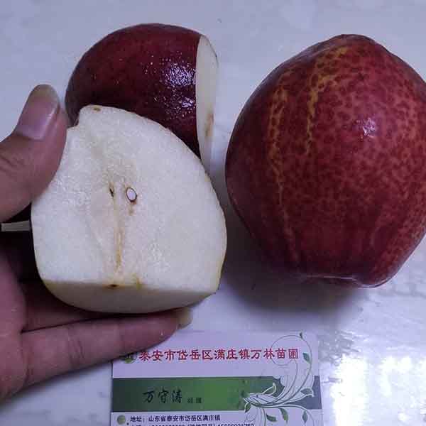 2公分梨樹苗裝車發(fā)河南(圖2)