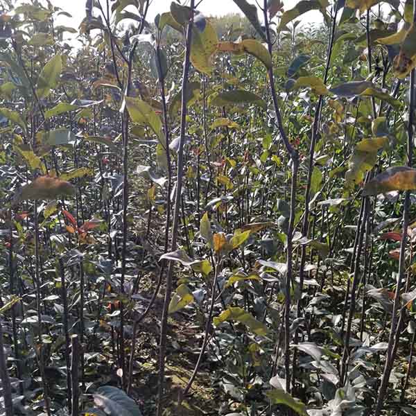 2公分梨樹苗裝車發(fā)河南(圖3)