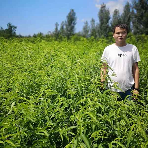 中油27號桃樹苗(圖2) 中油27號桃樹苗(圖2)