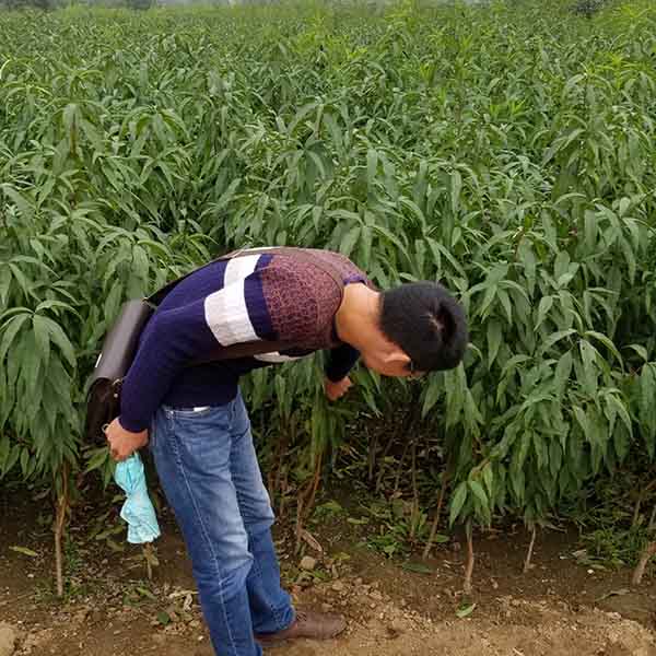 中油27號桃樹苗(圖3) 中油27號桃樹苗(圖3)