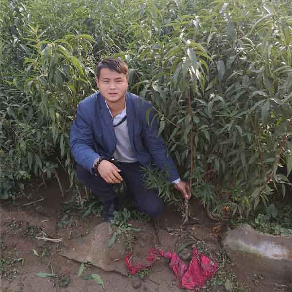 中油27號桃樹苗(圖4) 中油27號桃樹苗(圖4)