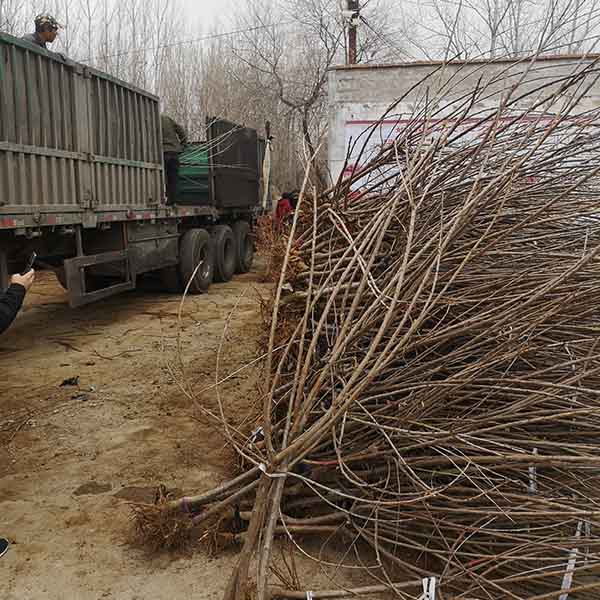齊早櫻桃苗的價格 哪里有齊早櫻桃苗(圖3) 齊早櫻桃苗的價格 哪里有齊早櫻桃苗(圖3)