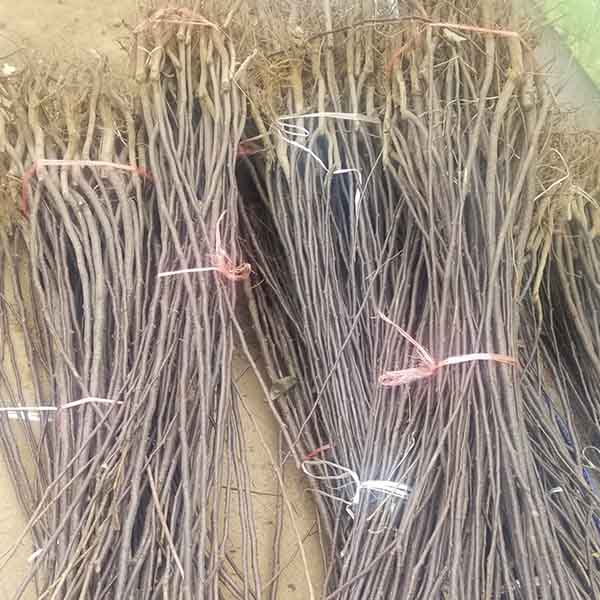 秋月梨樹苗哪里有 秋月梨樹苗的價格是多少(圖2) 秋月梨樹苗哪里有 秋月梨樹苗的價格是多少(圖2)